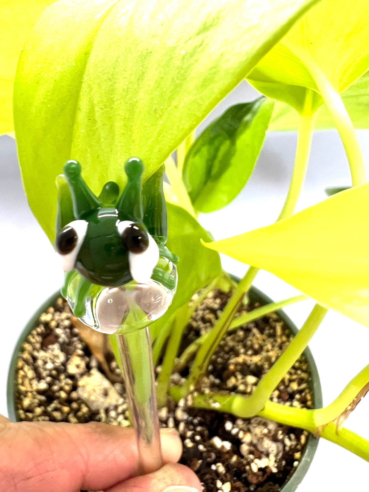 Green Grasshopper Plant Stake