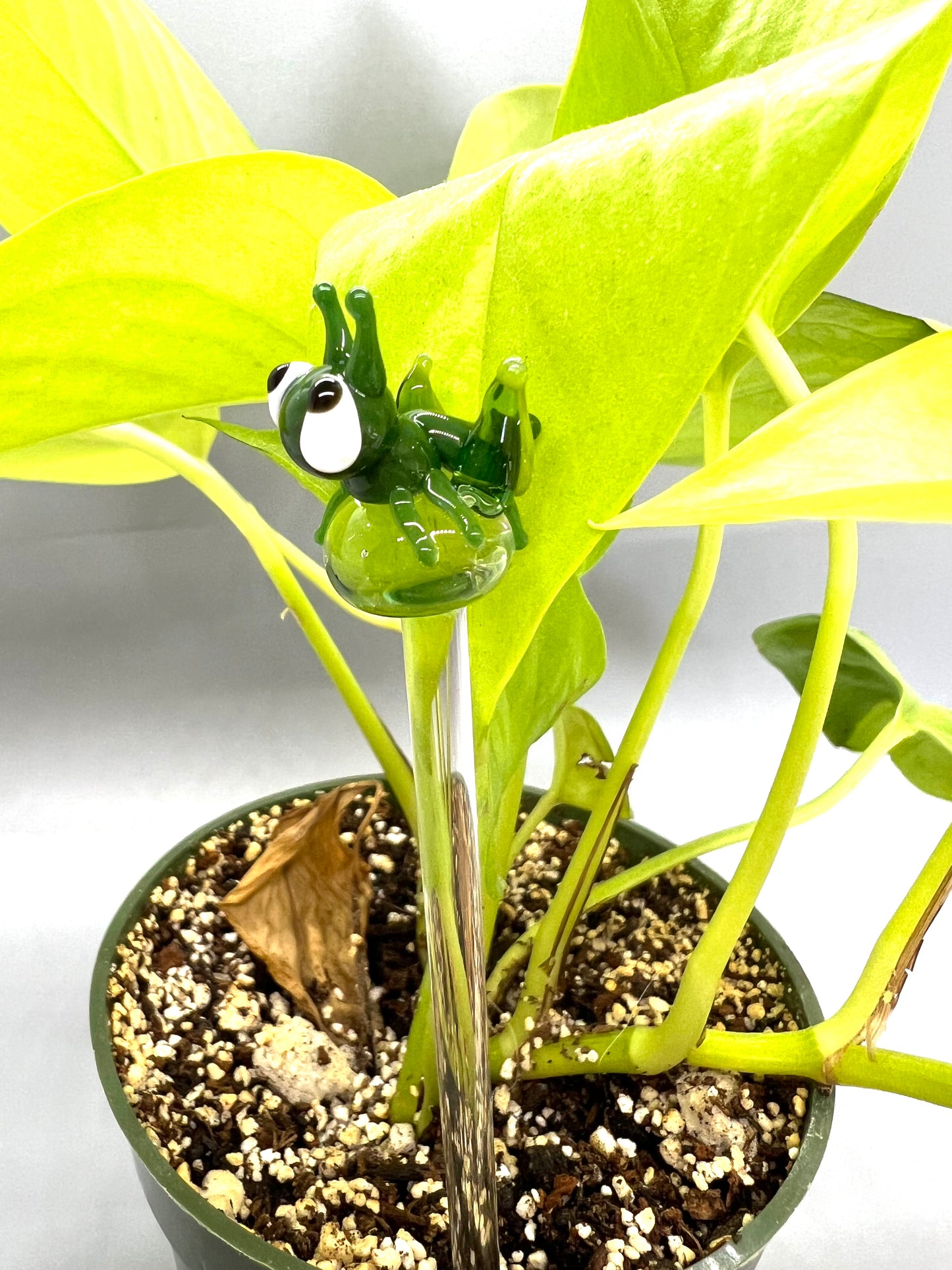 Green Grasshopper Plant Stake