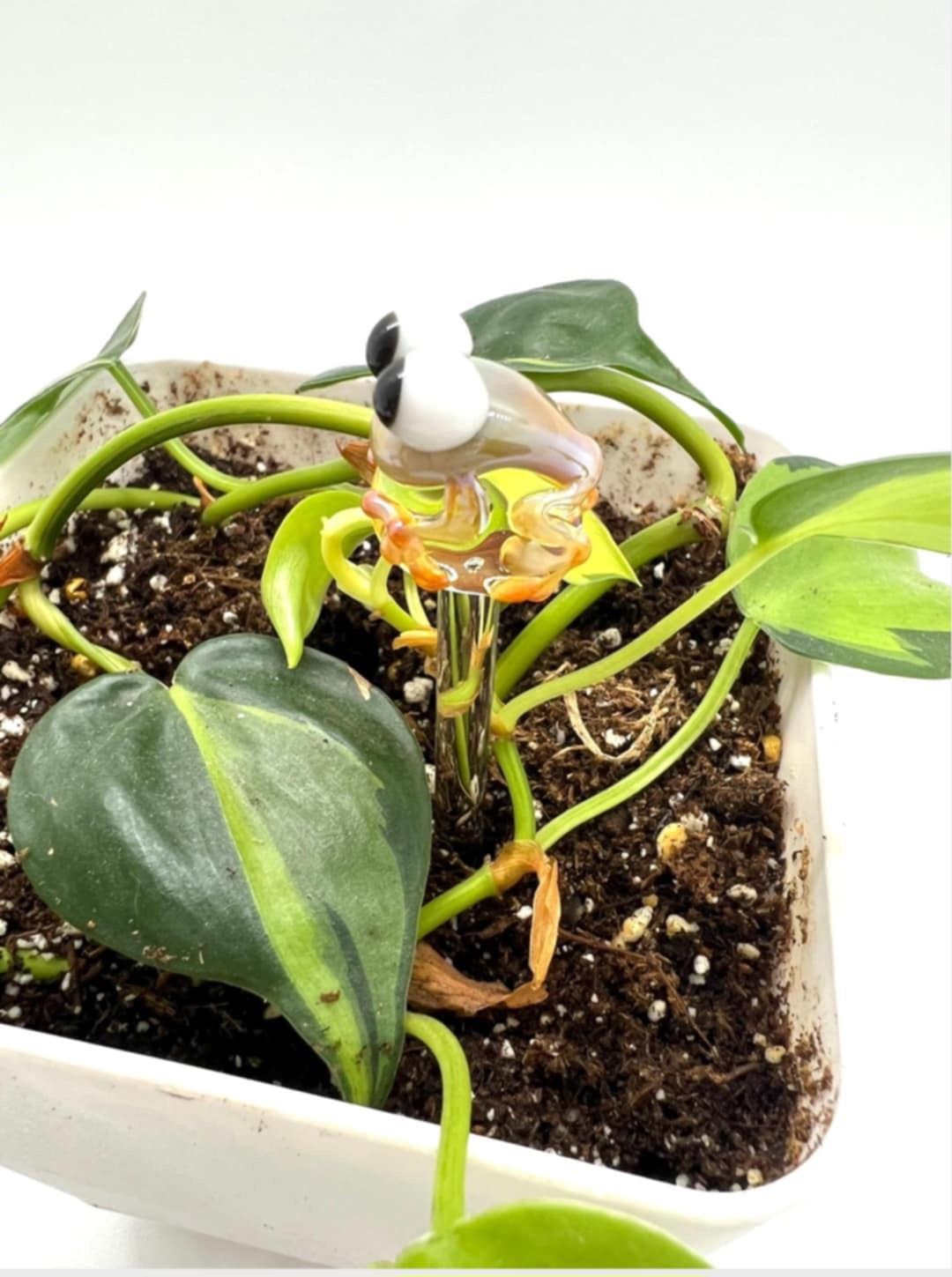 Caramel Frog Glass Plant Stake
