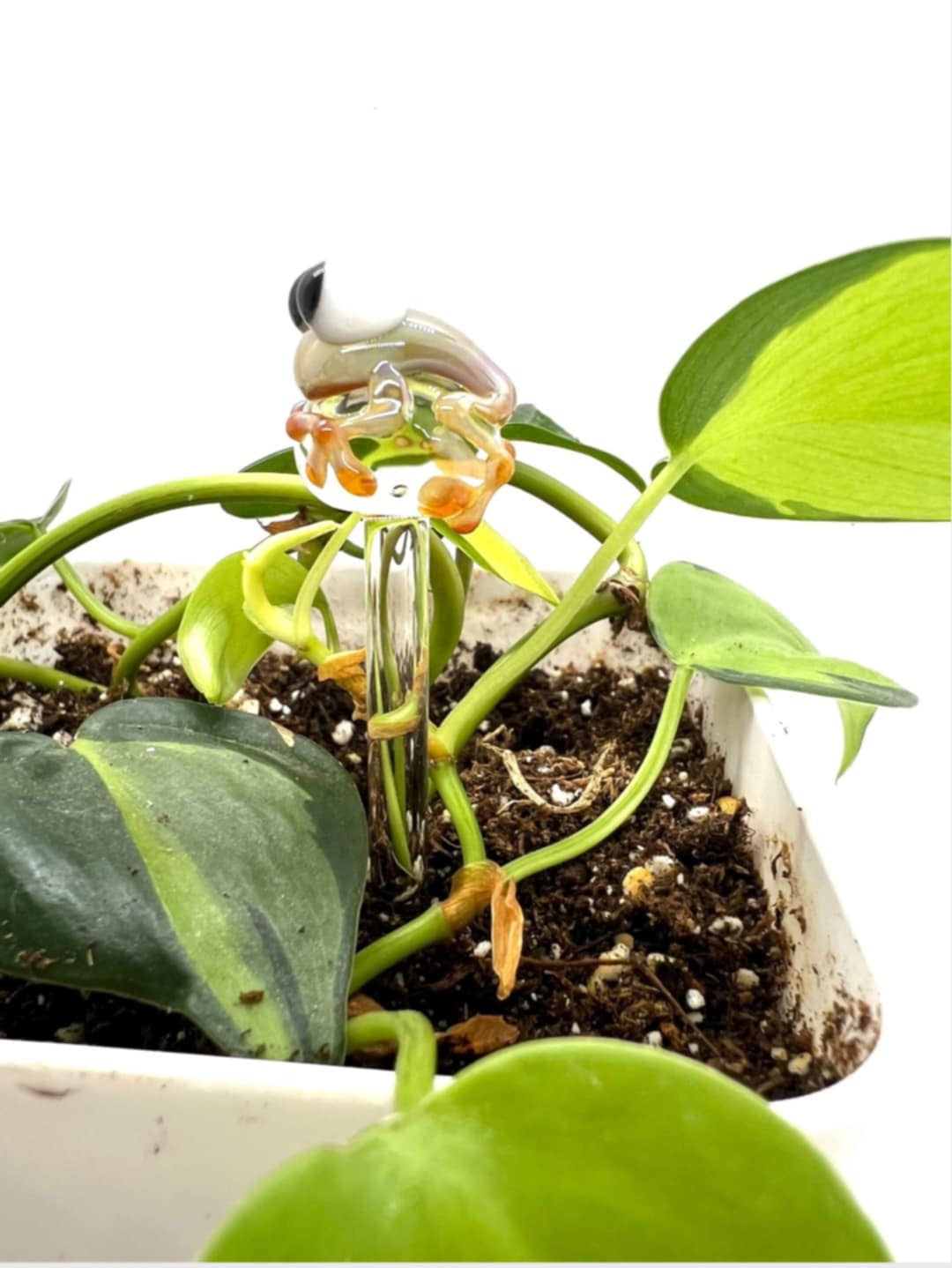 Caramel Frog Glass Plant Stake