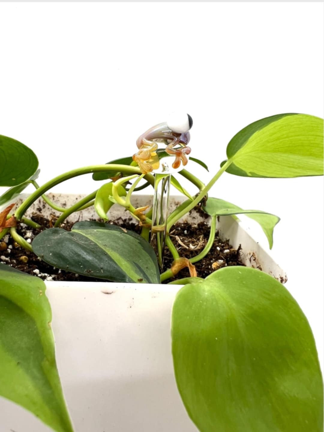 Caramel Frog Glass Plant Stake