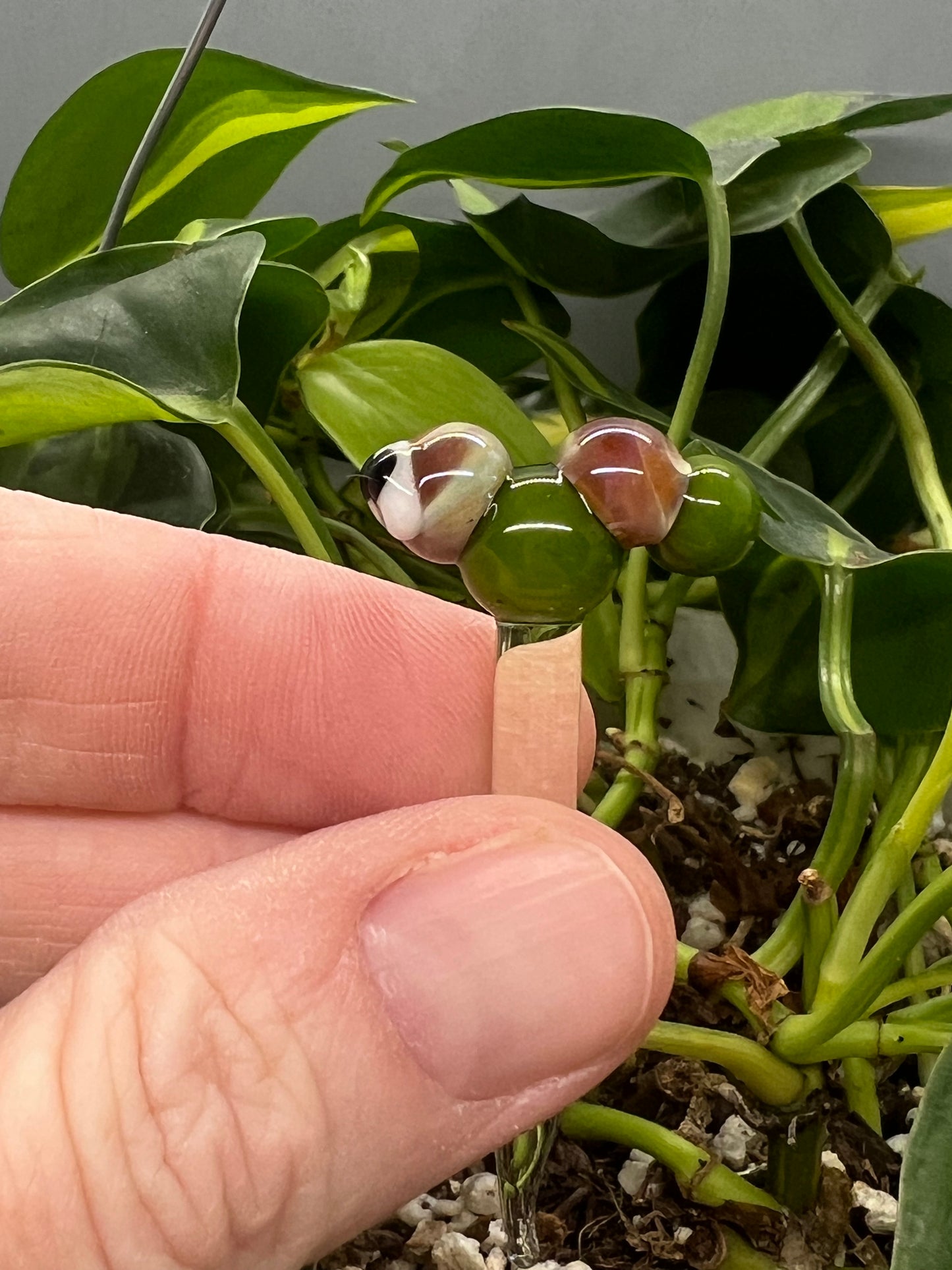 Caramel and Green Caterpillar Plant Stake