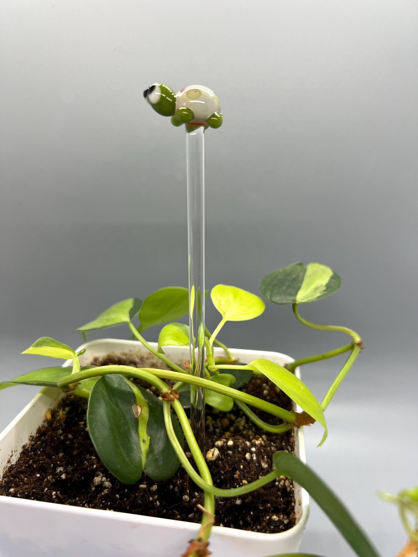 Green and Caramel Spotted Turtle Plant Stake