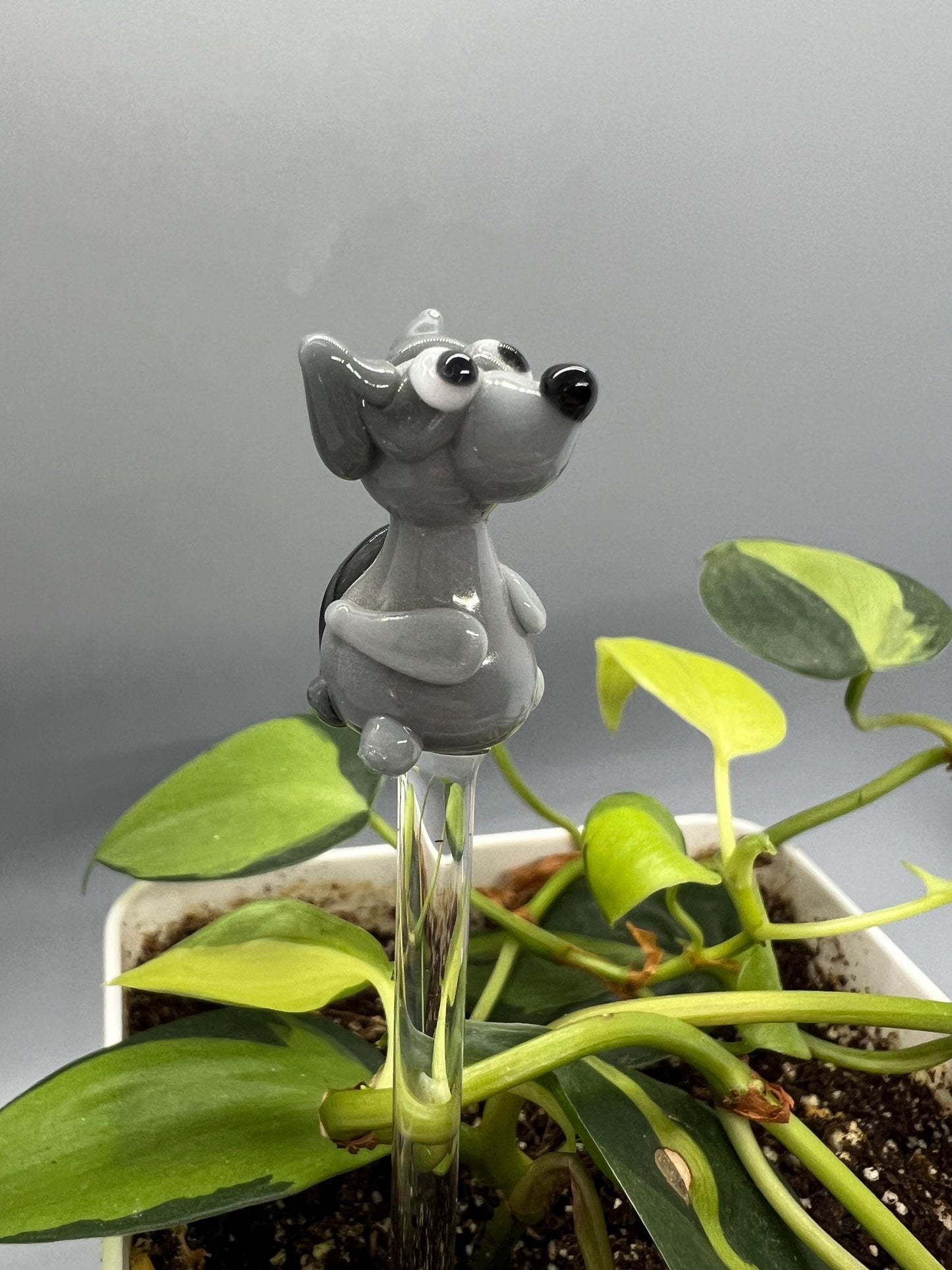 Raccoon Glass Plant Stake