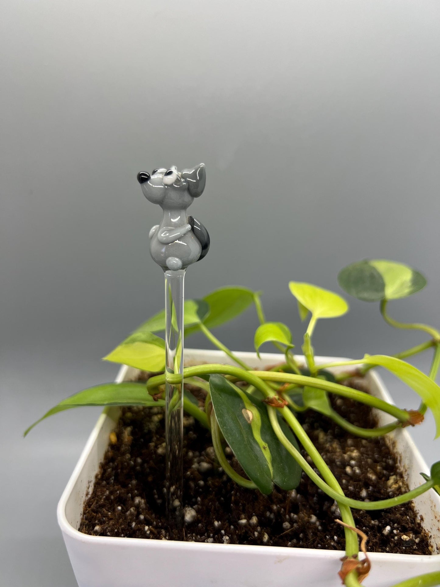 Raccoon Glass Plant Stake